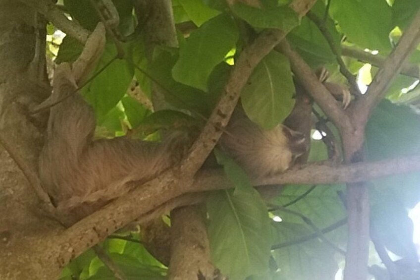 Gatun Expedition Monkey island Tour (private, min 2 pax) 2