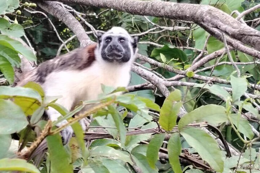 Un singe dans une forêt dense, avec un feuillage verdoyant et des branches d’arbres. 1