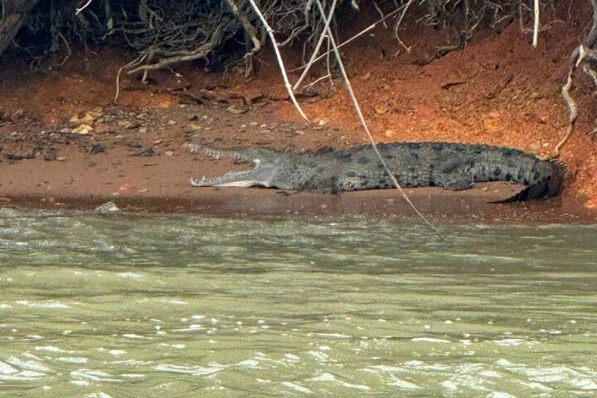 Un crocodile, partiellement immergé, se trouvait dans l’eau, près d’une rive boueuse. 5