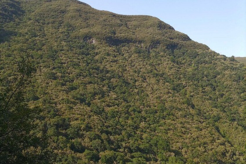 Une montagne recouverte d’une forêt dense et verdoyante. 2