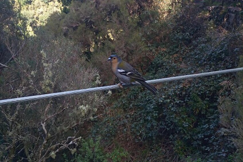Un oiseau était perché sur un câble. 3