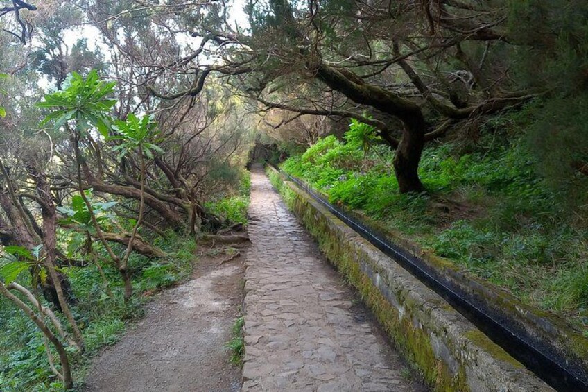 Un chemin de pierres bordé d’une végétation luxuriante et d’arbres. 4
