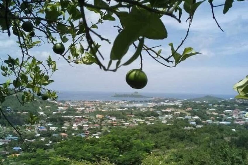 A view of a city from a hilltop with a tree bearing green fruits. 5