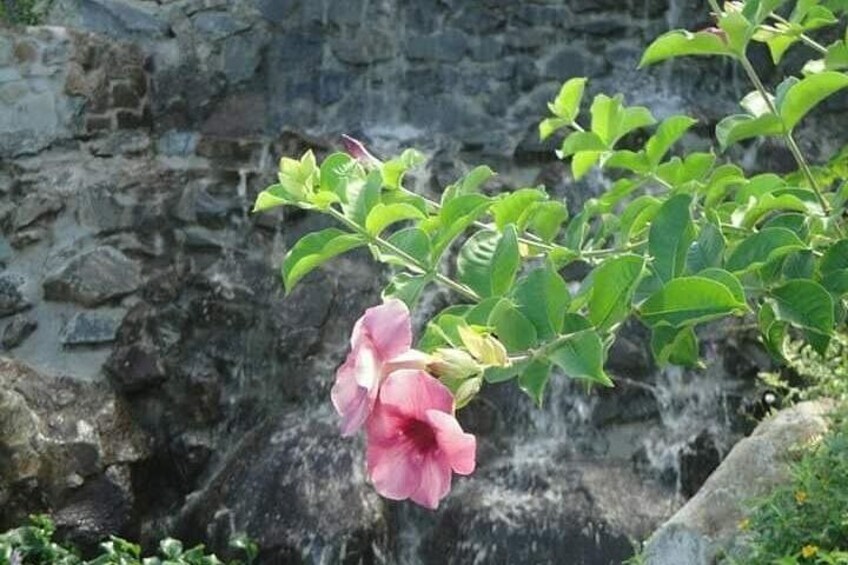 A pink flower with green leaves against a rocky background. 1