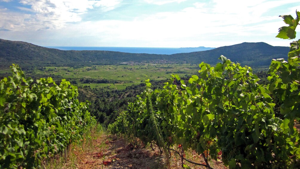 Visiting the vineyard in Dubrovnik