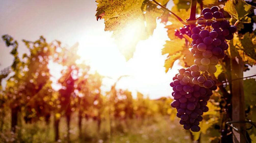 Ripe grapes at the vineyard in Dubrovnik