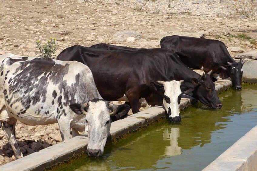 Hike to Taiq Cave - Sinkhole and Baobab forest 4