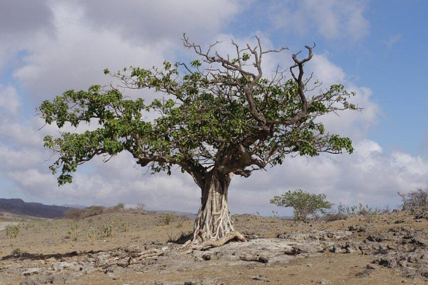 Hike to Taiq Cave - Sinkhole and Baobab forest 5