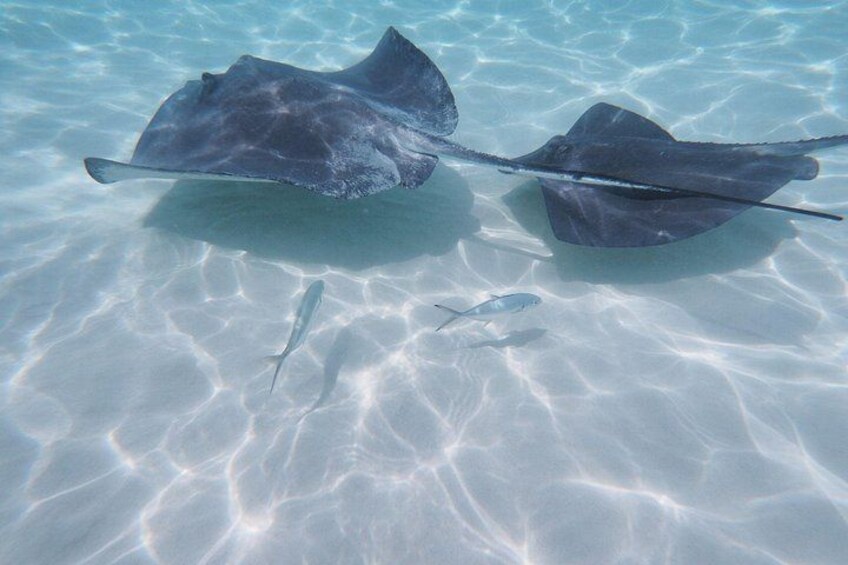 Fun Family 3 stops StingrayCity Adventure 3