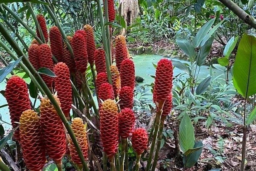 Un grupo de flores rojas y amarillas con follaje verde en un jardín. 2