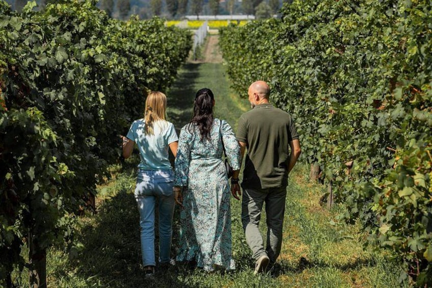 Un vignoble avec des rangées de vignes. 3