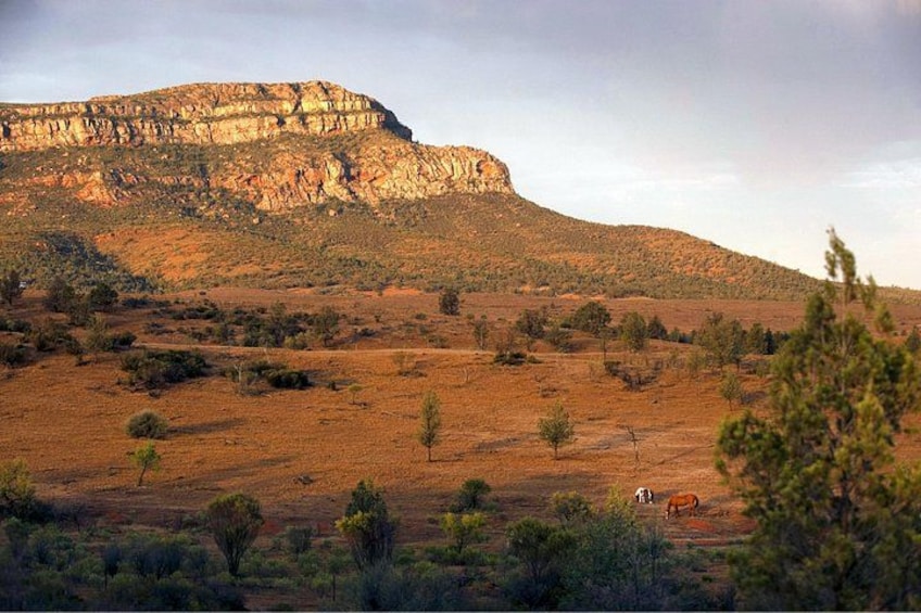 Flinders Ranges 3-Day Small Group 4WD Eco Tour from Adelaide 4
