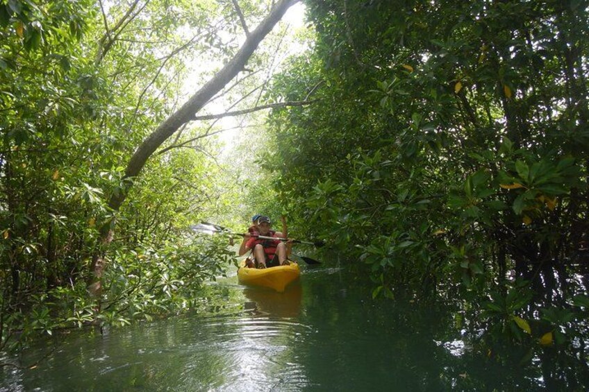 kayak and mangrove 1