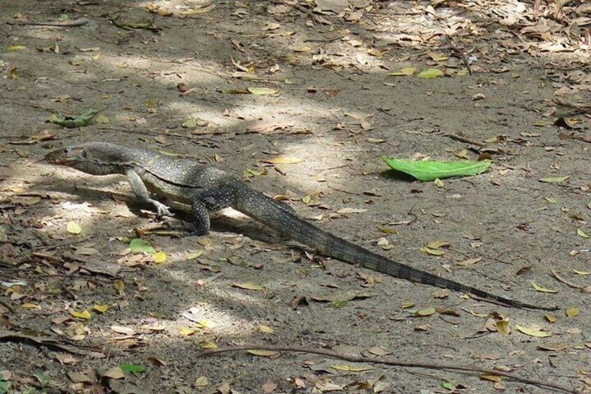 4 Hours Cycling in the Nature at Pulau Ubin Singapore 2