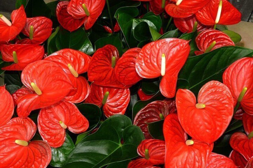 Anthurium Plantation on the plantation house