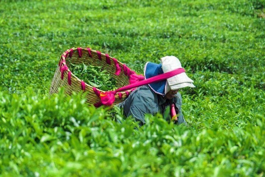 Workers of the the famous tea plantation of Mauritius