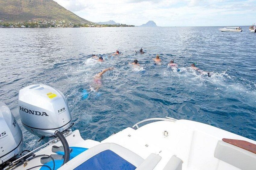 Dolphin Encounters, Ile aux Benitier & Crystal rock: Full-Day (Lunch & Transfer) 4