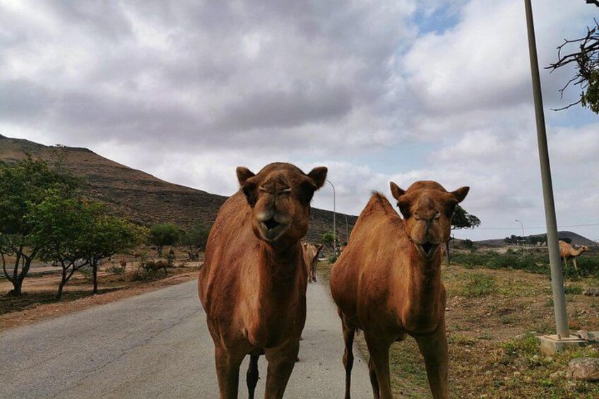 Two camels on a road with a hilly landscape in the background. 2