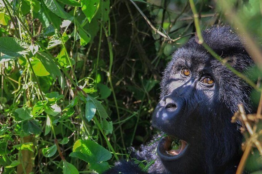 A gorilla in a dense green forest. 3