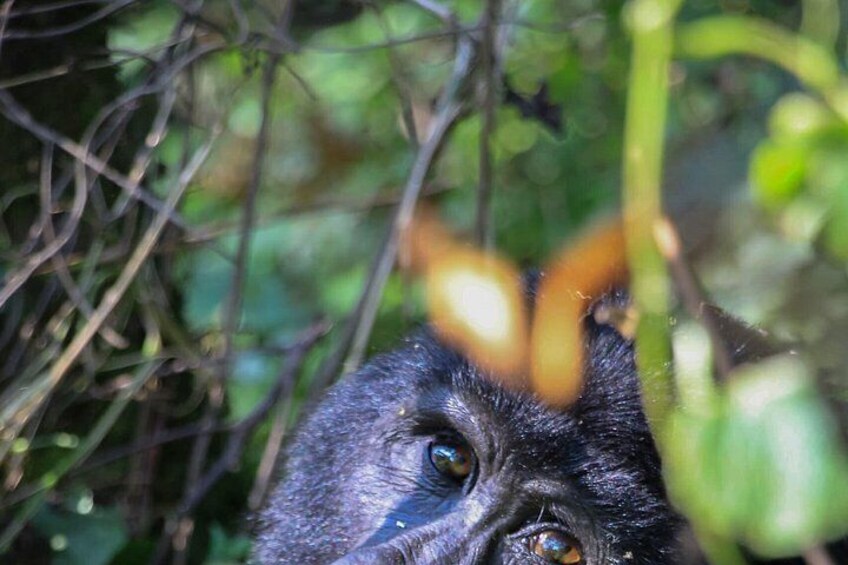 A gorilla's face with a blurred background of greenery. 2