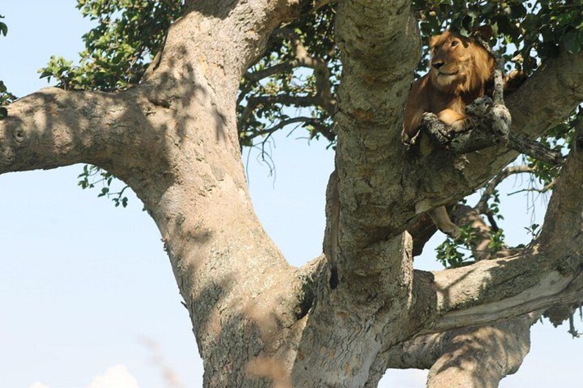 A lion resting on a tree branch. 1