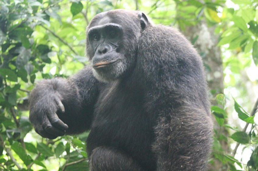 Ein Gorilla in bewaldeter Landschaft. 4