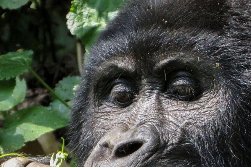 Das Gesicht eines Gorillas mit sichtbarer Fellstruktur und einem Blatt im Hintergrund. 2