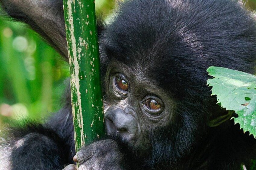 Ein Gorilla mit dunklem Fell, der eine grüne, senkrechte Struktur fest umklammert, umgeben von Vegetation. 3