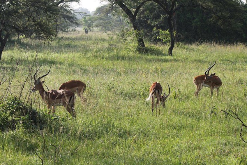10-Day Wildlife Big 5, Murchison Falls and Gorilla Safari 5