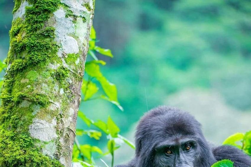 10-Day Wildlife Big 5, Murchison Falls and Gorilla Safari 3