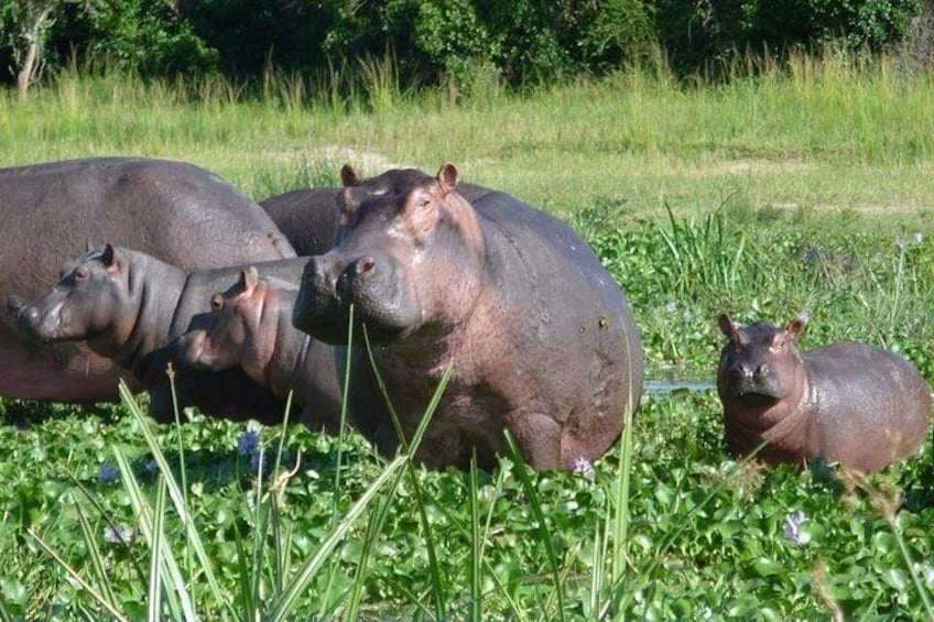 10-Day Wildlife Big 5, Murchison Falls and Gorilla Safari 2