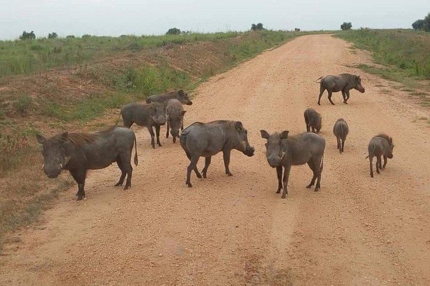 10-Day Wildlife Big 5, Murchison Falls and Gorilla Safari 4