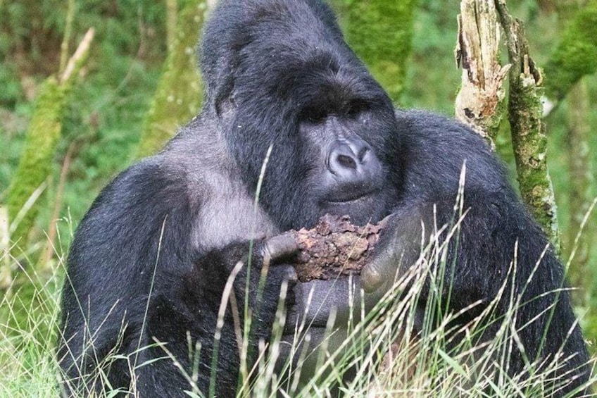 A gorilla sitting in a grassy area with a tree trunk nearby. 1