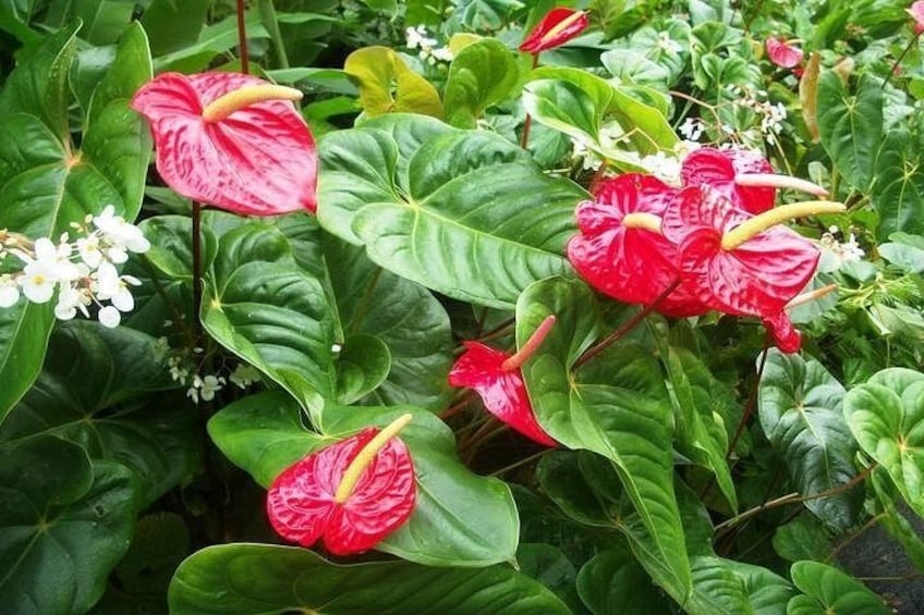 Section of the Montreal Gardens 1