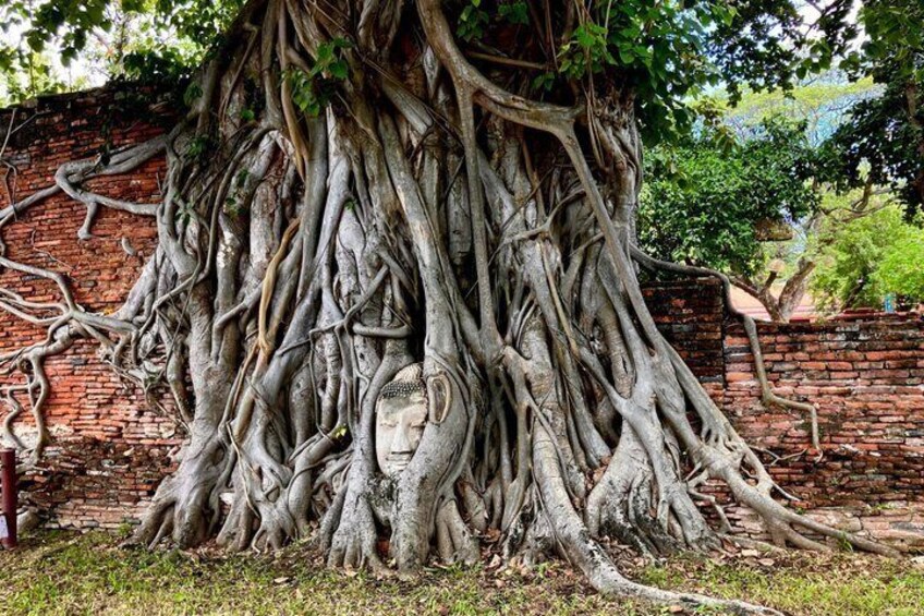 A large tree with extensive roots and a Buddha head carved into the trunk. 1