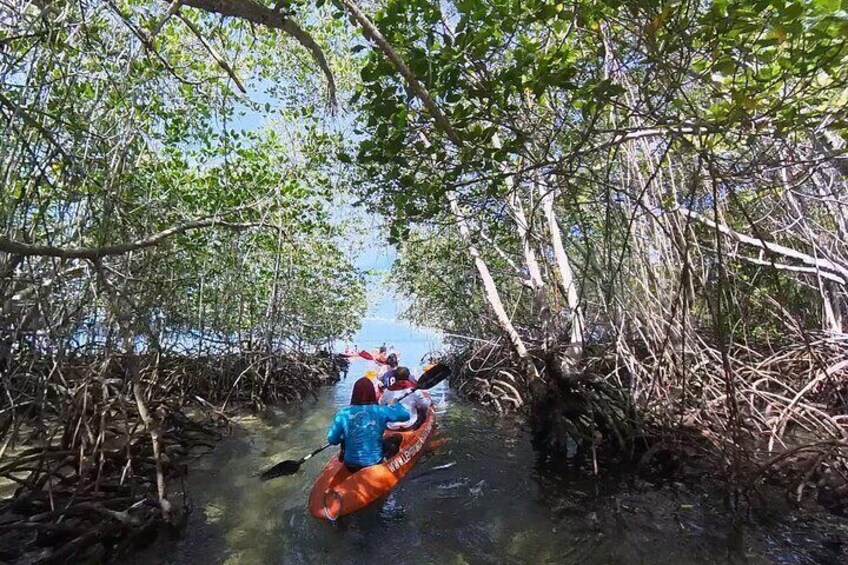A person kayaking through a mangrove forest. 4