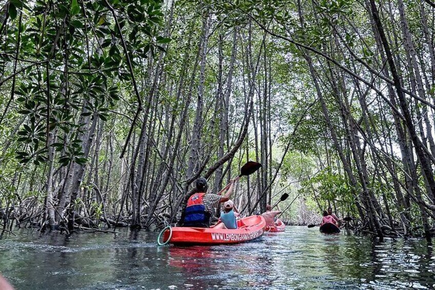 A person kayaking through a mangrove forest. 1