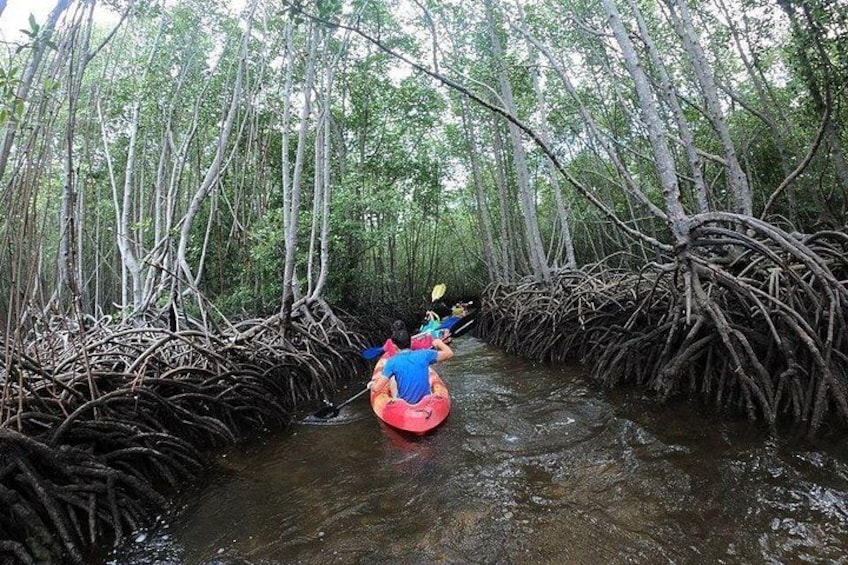 1 Hour Mangrove Tour From Lembongan with Kayak, Paddle, or Boat 3