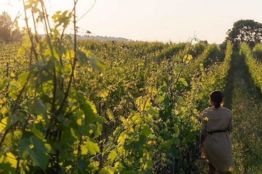 Wine tasting in Vieste 2