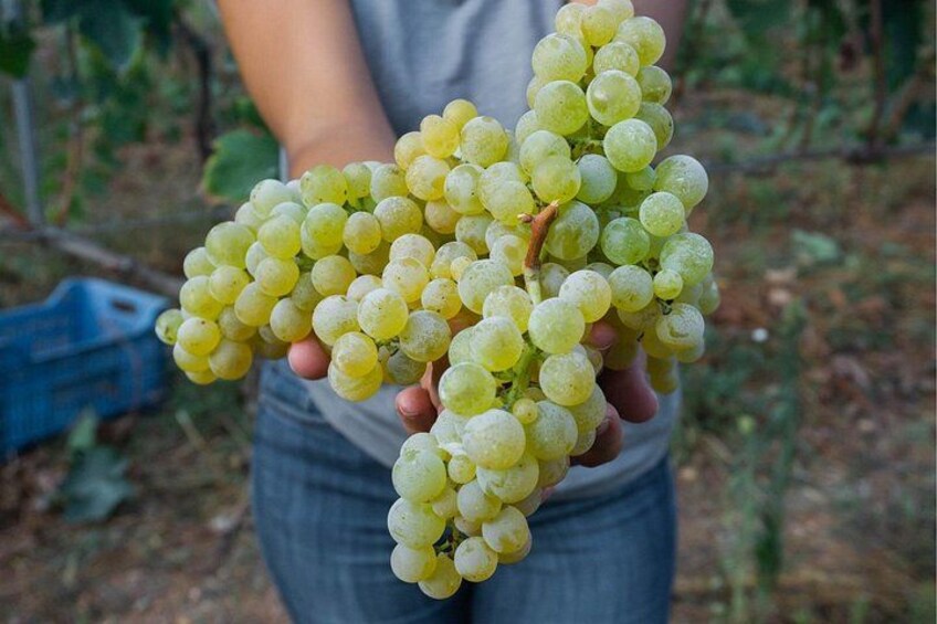 Wine tasting in Vieste 2