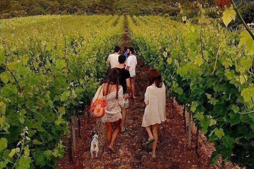 Wine tasting in Vieste 3