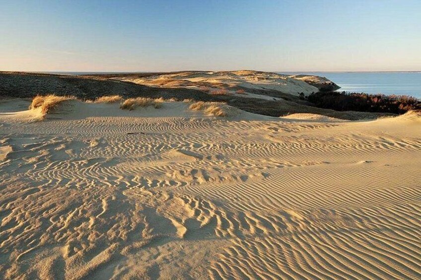 Paisaje desértico con dunas de arena y vegetación escasa. 5