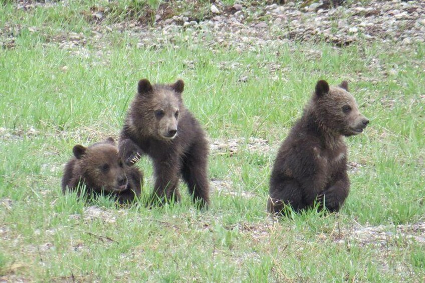 Yellowstone National Park - Full-Day Lower Loop Tour from West Yellowstone 2
