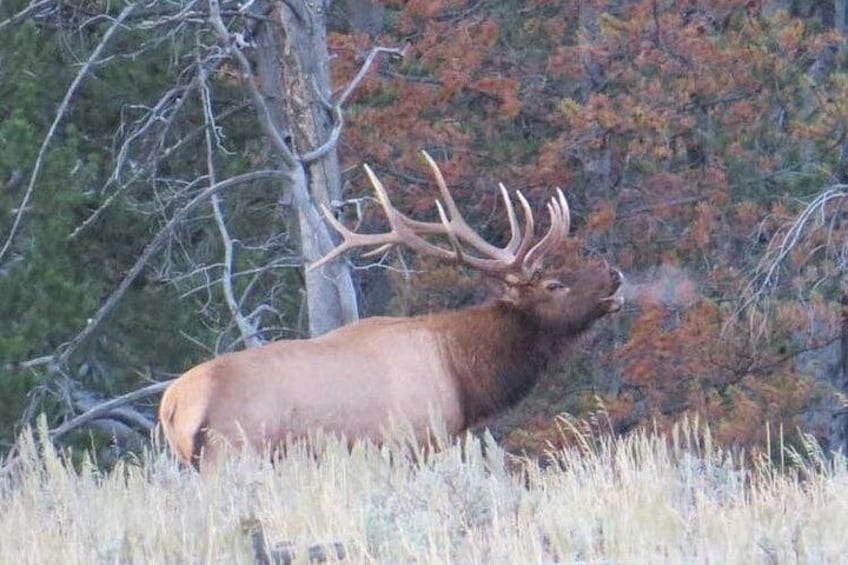 A large elk with prominent antlers in a grassy field with trees in the background. 2