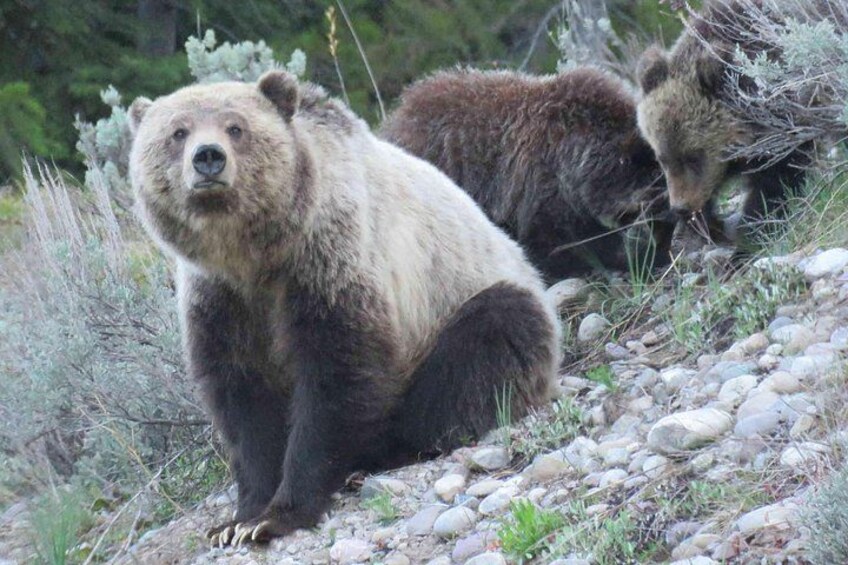 Two bears on a rocky terrain with sparse vegetation. 5