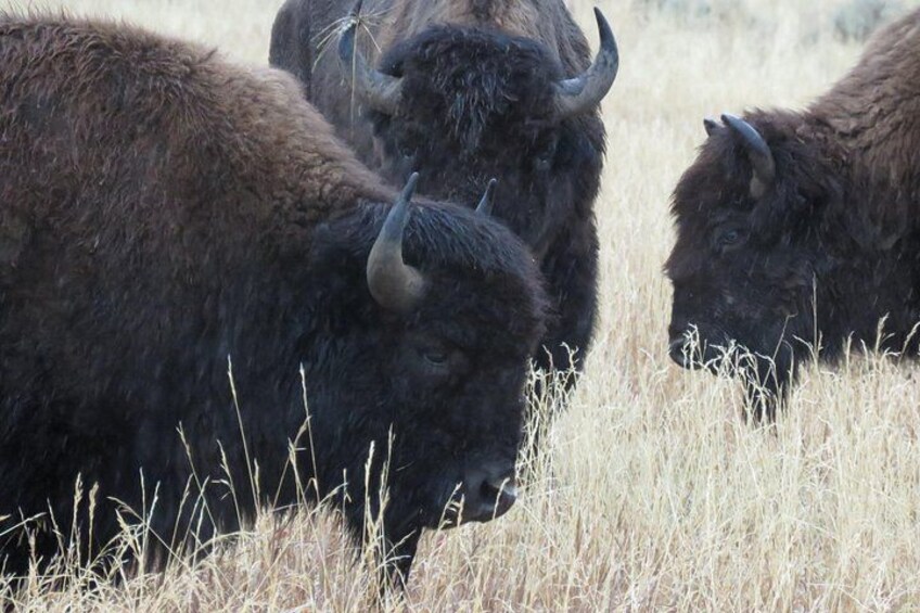 Yellowstone National Park - Full-Day Lower Loop Tour from West Yellowstone 2
