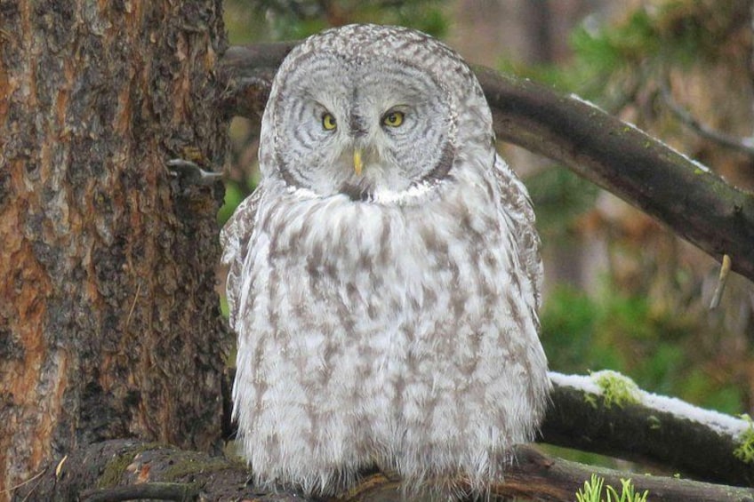 An owl perched on a tree branch. 4
