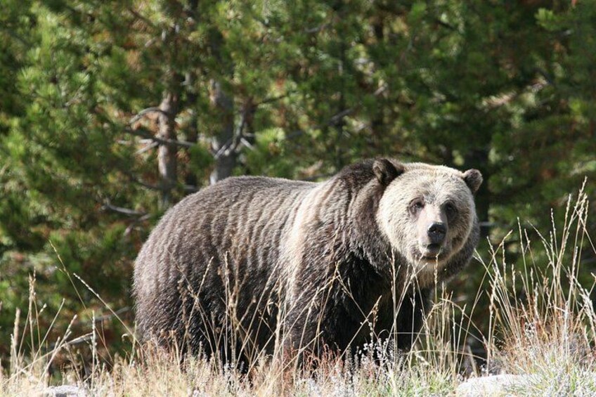 A bear in a natural setting with trees and grass. 3
