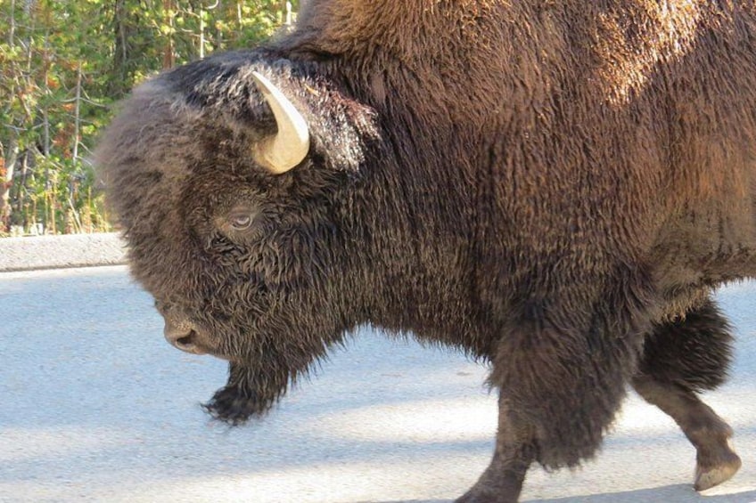 A bison walking on a paved path. 5