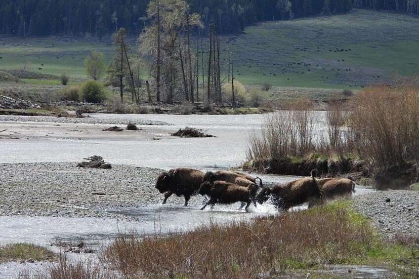 Yellowstone National Park - Full-Day Lower Loop Tour from West Yellowstone 4